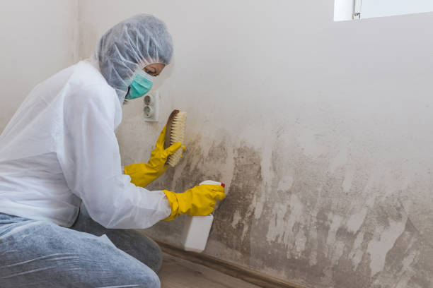 Best Industrial Mold Remediation in Los Altos, CA