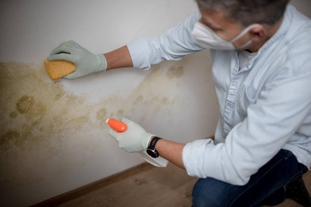 Best Basement Mold Remediation in Los Altos, CA