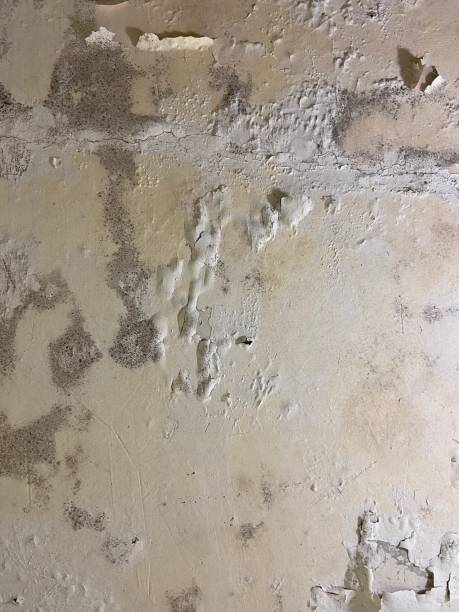 Best Mold Testing and Inspection Services in Los Altos, CA
