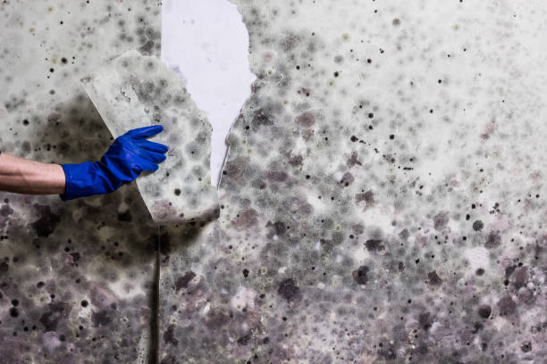 Best Localized Mold Remediation (e.g., coastal areas, humid climates) in Los Altos, CA