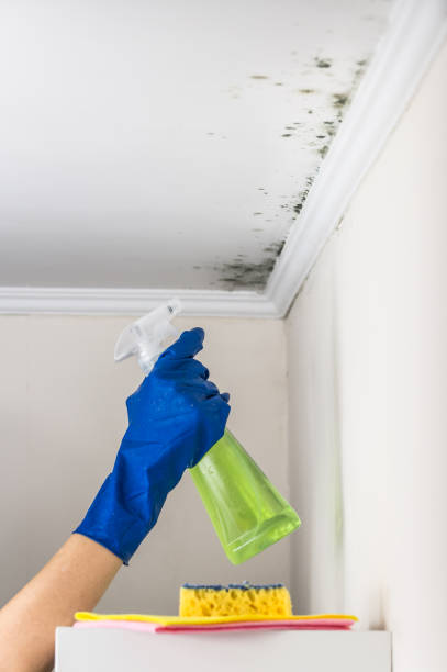 Best Kitchen Mold Remediation in Los Altos, CA