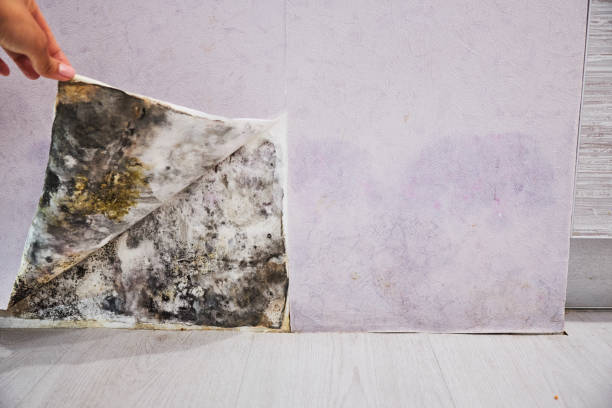Best Mold Remediation for Specific Building Types in Los Altos, CA